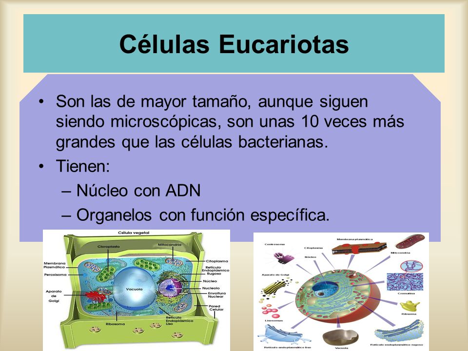 Células Eucariotas Son las de mayor tamaño, aunque siguen siendo microscópicas, son unas 10 veces más grandes que las células bacterianas.