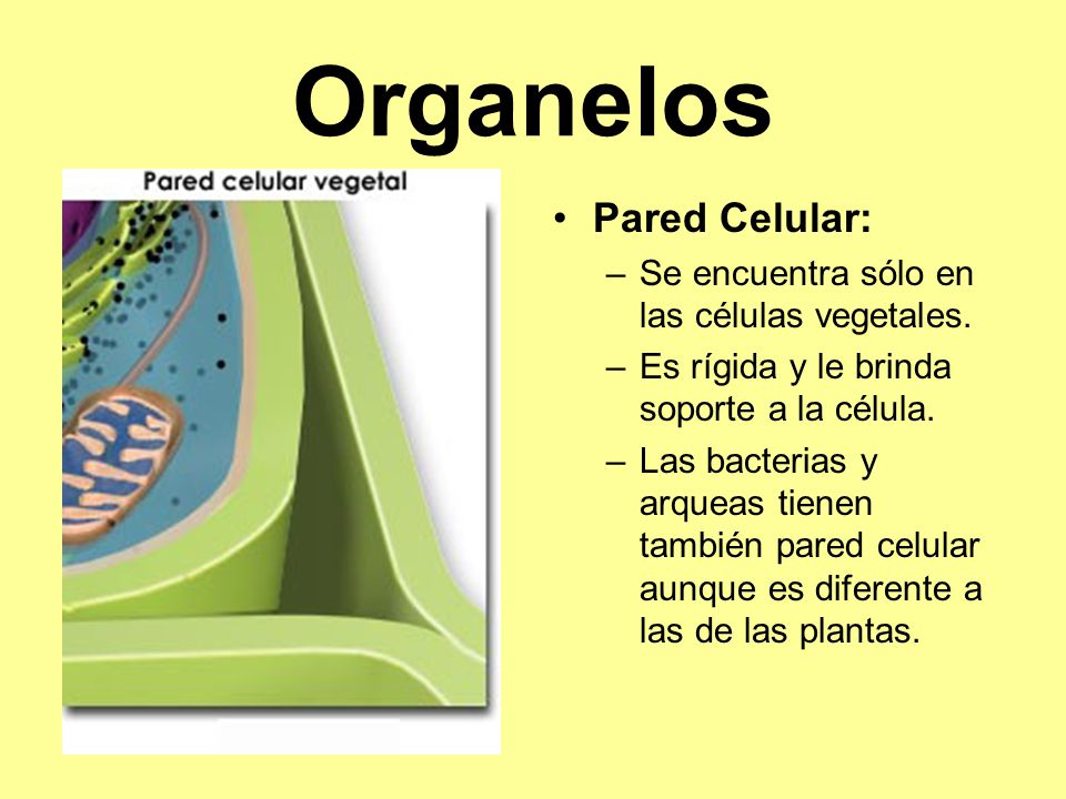 Organelos Pared Celular: Se encuentra sólo en las células vegetales.
