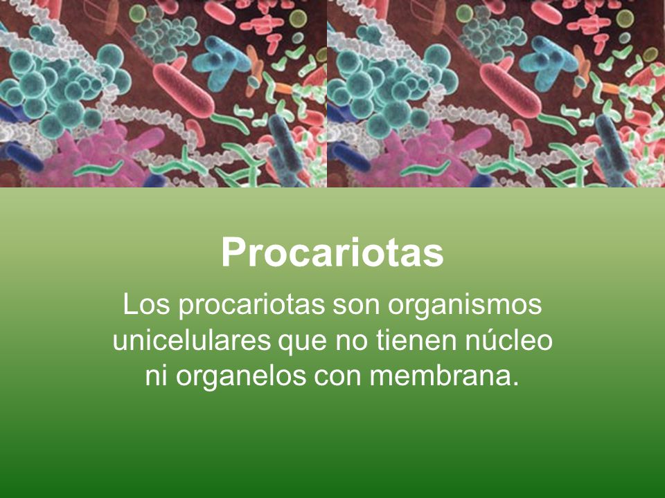 Procariotas Los procariotas son organismos unicelulares que no tienen núcleo ni organelos con membrana.