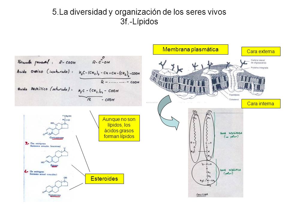 5.La diversidad y organización de los seres vivos 3f.-Lípidos