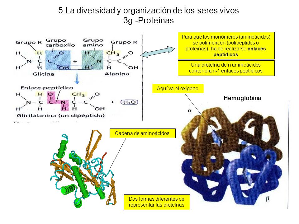 5.La diversidad y organización de los seres vivos 3g.-Proteínas