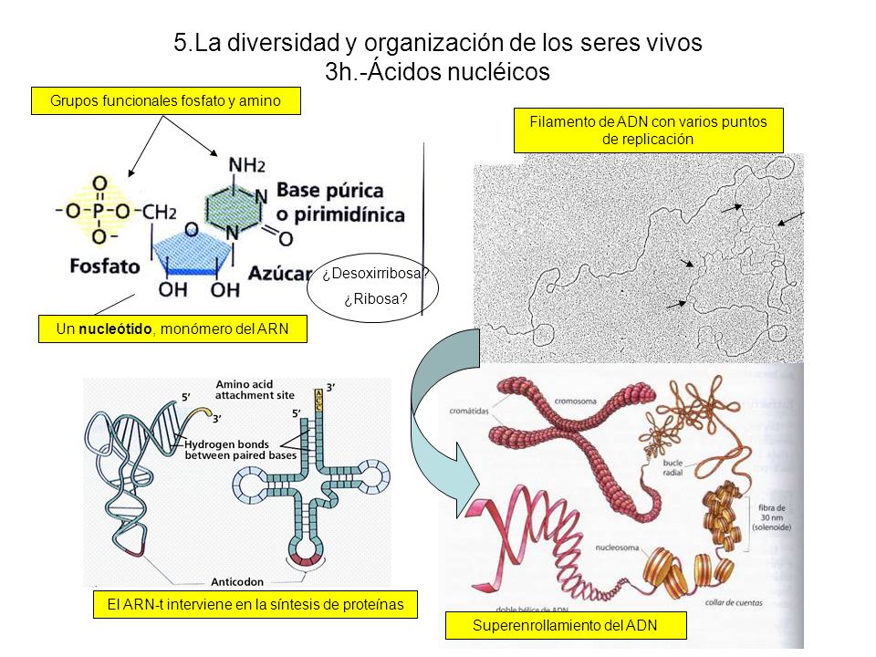 5.La diversidad y organización de los seres vivos 3h.-Ácidos nucléicos