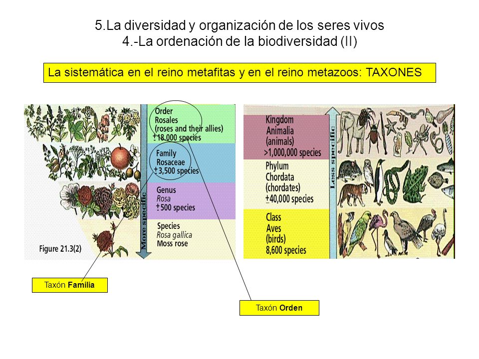 5. La diversidad y organización de los seres vivos 4