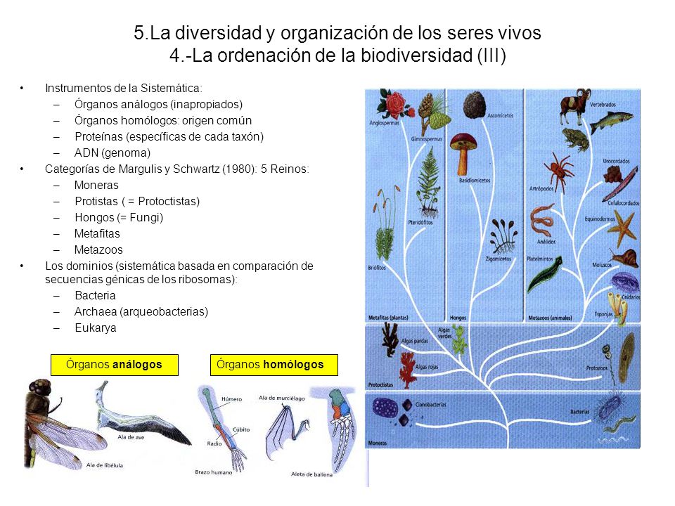 5. La diversidad y organización de los seres vivos 4