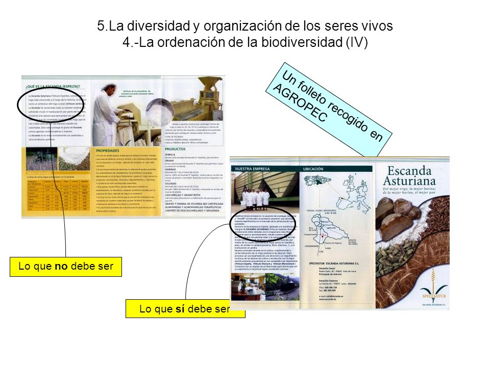 5. La diversidad y organización de los seres vivos 4