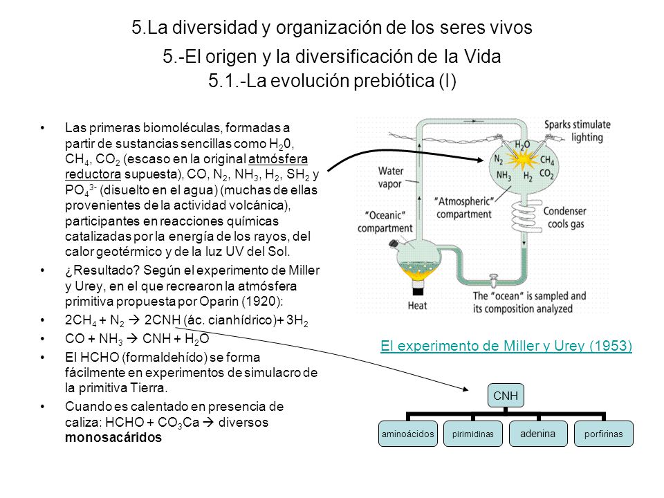 5. La diversidad y organización de los seres vivos 5