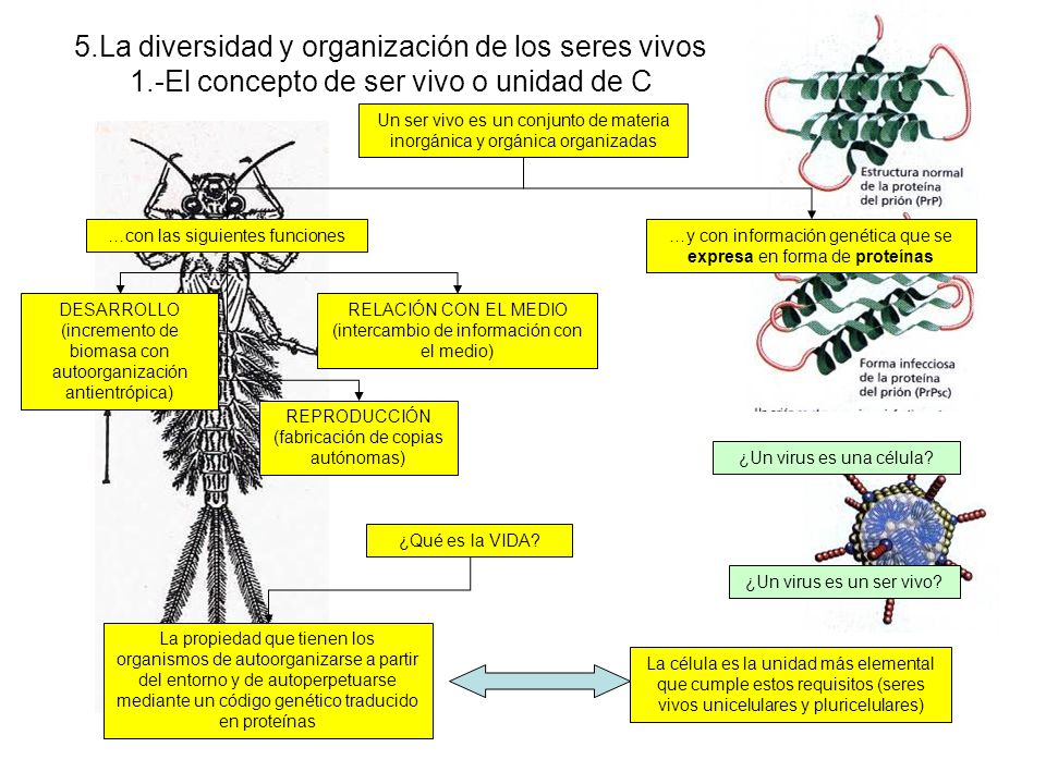 5. La diversidad y organización de los seres vivos 1