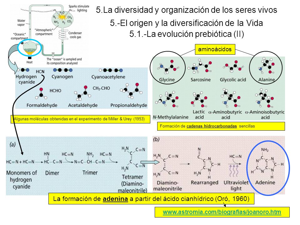 Resultado de imagen de adenina acido cianhidrico