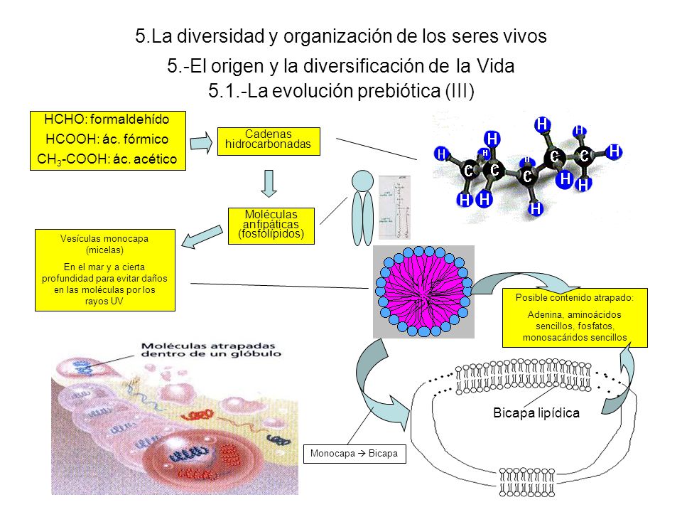 5. La diversidad y organización de los seres vivos 5