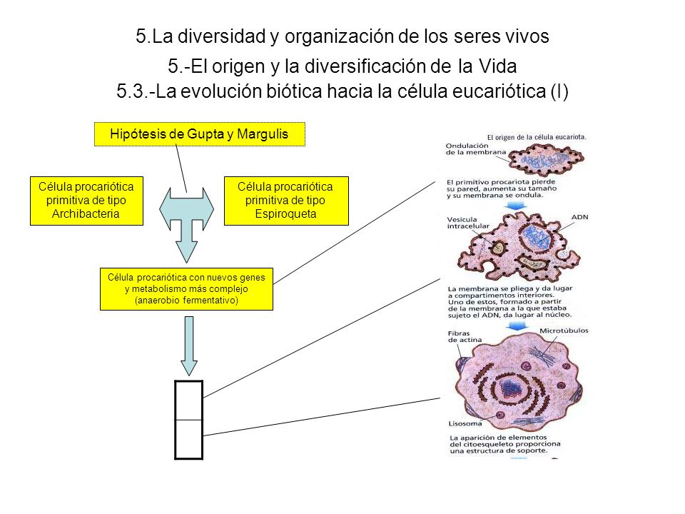 5. La diversidad y organización de los seres vivos 5