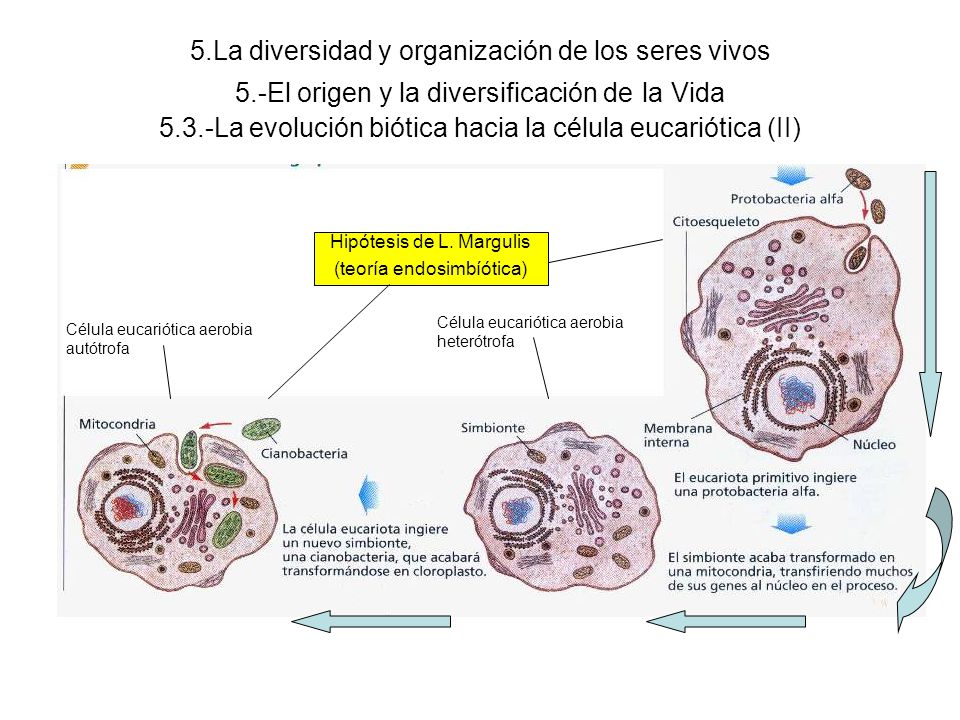 5. La diversidad y organización de los seres vivos 5