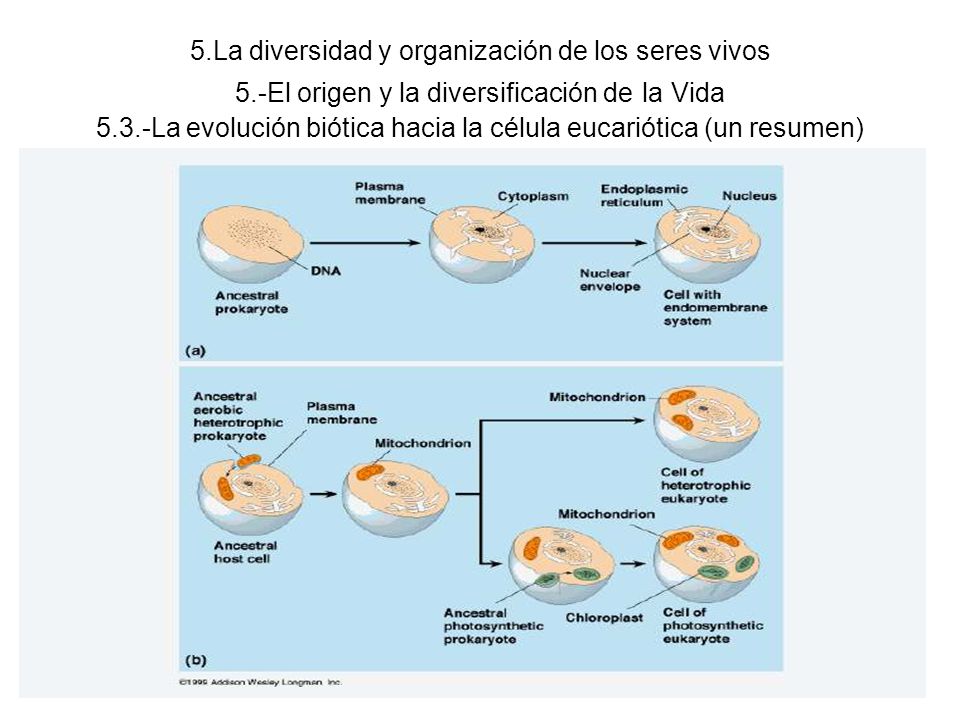 5. La diversidad y organización de los seres vivos 5