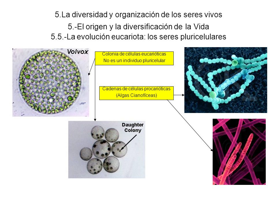 5. La diversidad y organización de los seres vivos 5