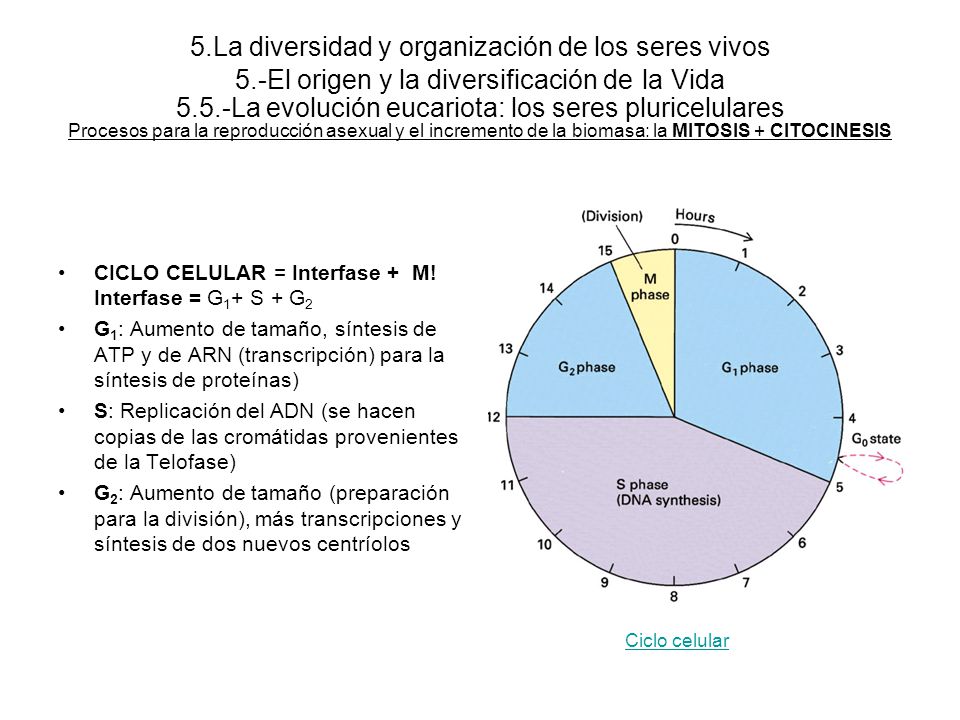 5. La diversidad y organización de los seres vivos 5