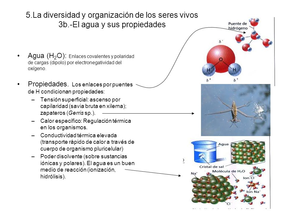 5. La diversidad y organización de los seres vivos 3b