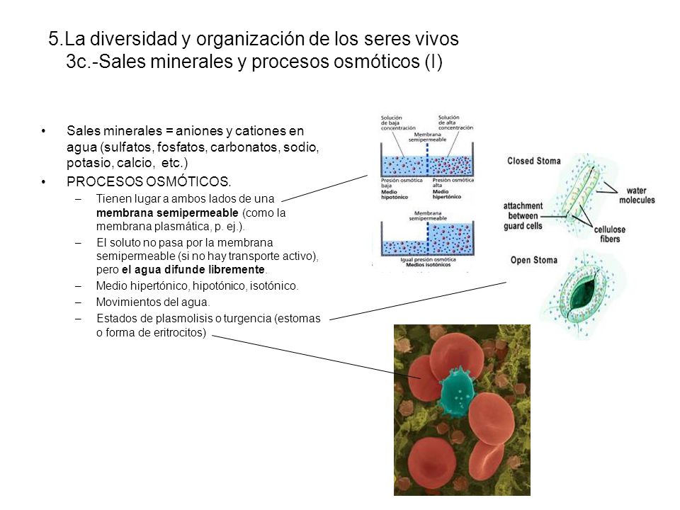 5. La diversidad y organización de los seres vivos 3c