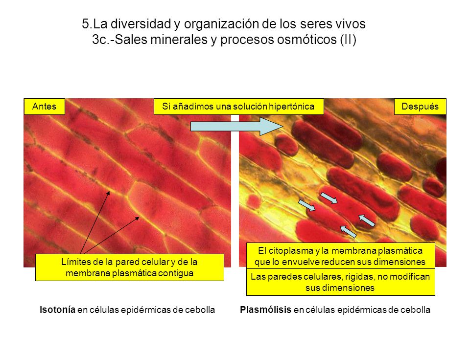 5. La diversidad y organización de los seres vivos 3c