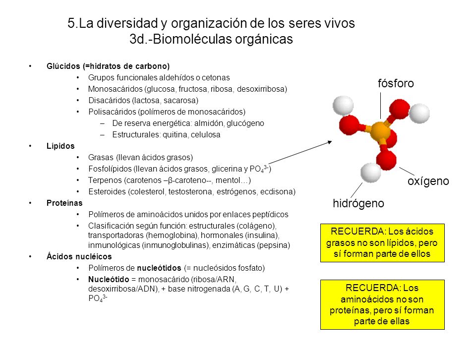 5. La diversidad y organización de los seres vivos 3d