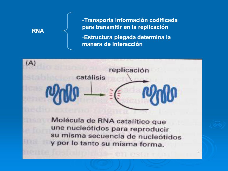 Transporta información codificada para transmitir en la replicación