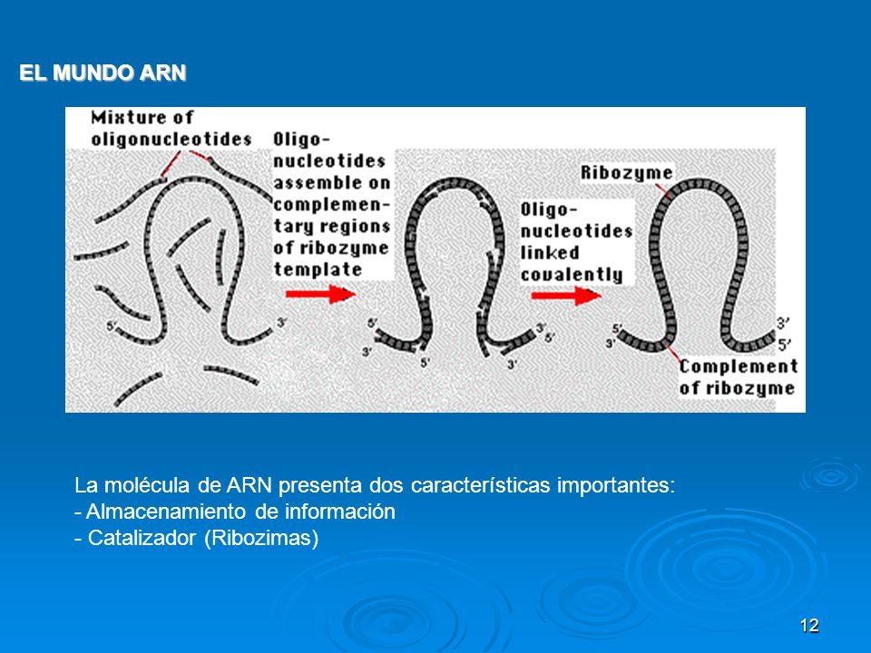 EL MUNDO ARN La molécula de ARN presenta dos características importantes: - Almacenamiento de información.