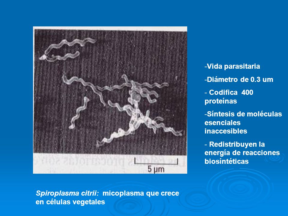 Vida parasitaria Diámetro de 0.3 um. Codifica 400 proteínas. Síntesis de moléculas esenciales inaccesibles.