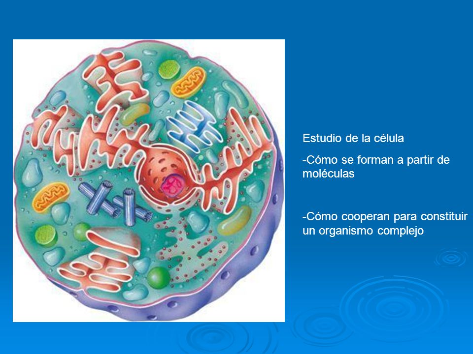 Estudio de la célula Cómo se forman a partir de moléculas.