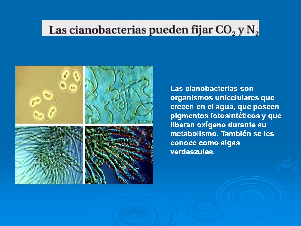 Las cianobacterias son organismos unicelulares que crecen en el agua, que poseen pigmentos fotosintéticos y que liberan oxígeno durante su metabolismo.