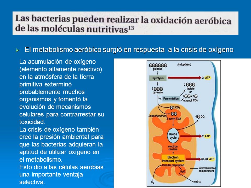 El metabolismo aeróbico surgió en respuesta a la crisis de oxígeno