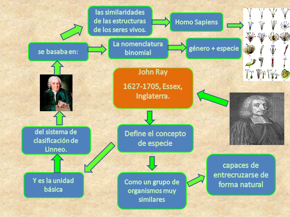 Define el concepto de especie