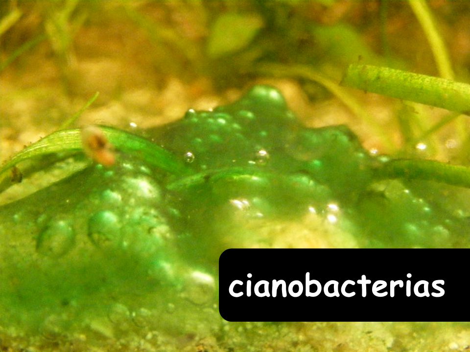cianobacterias