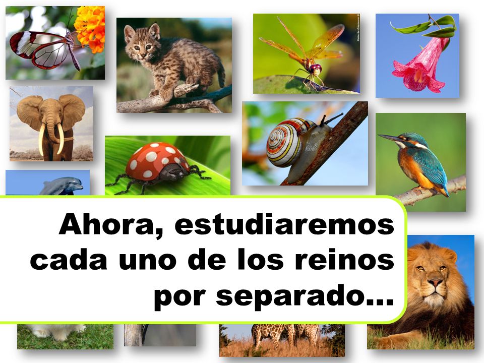 Ahora, estudiaremos cada uno de los reinos por separado…