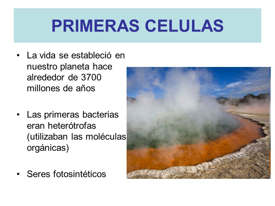 PRIMERAS CELULAS La vida se estableció en nuestro planeta hace alrededor de 3700 millones de años.