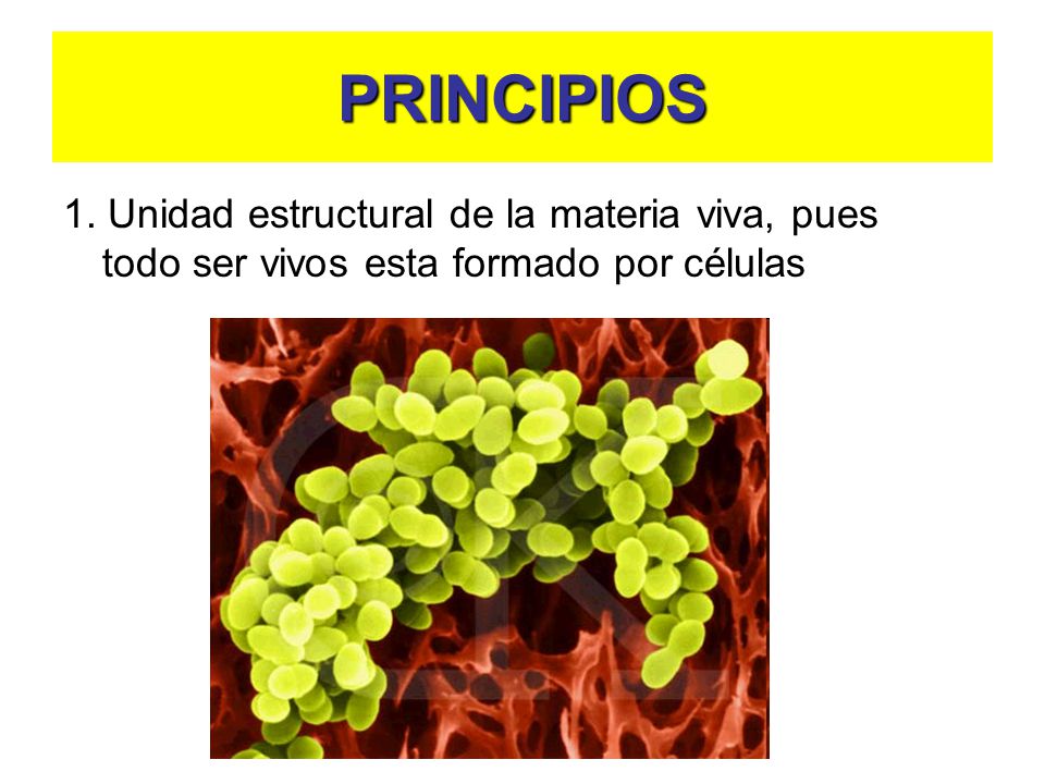 PRINCIPIOS 1. Unidad estructural de la materia viva, pues todo ser vivos esta formado por células