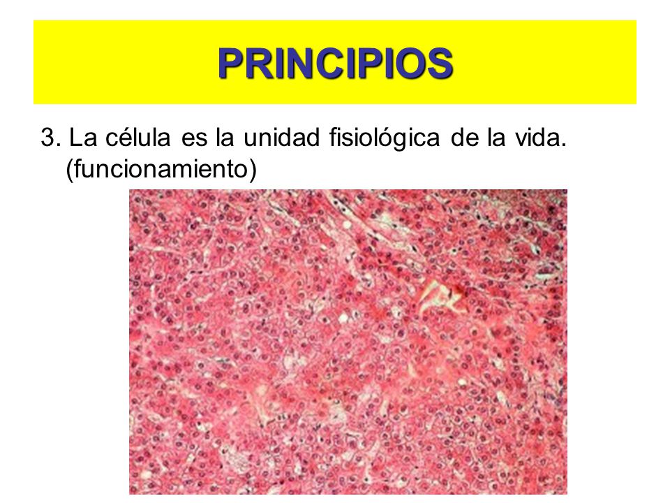 PRINCIPIOS 3. La célula es la unidad fisiológica de la vida. (funcionamiento)