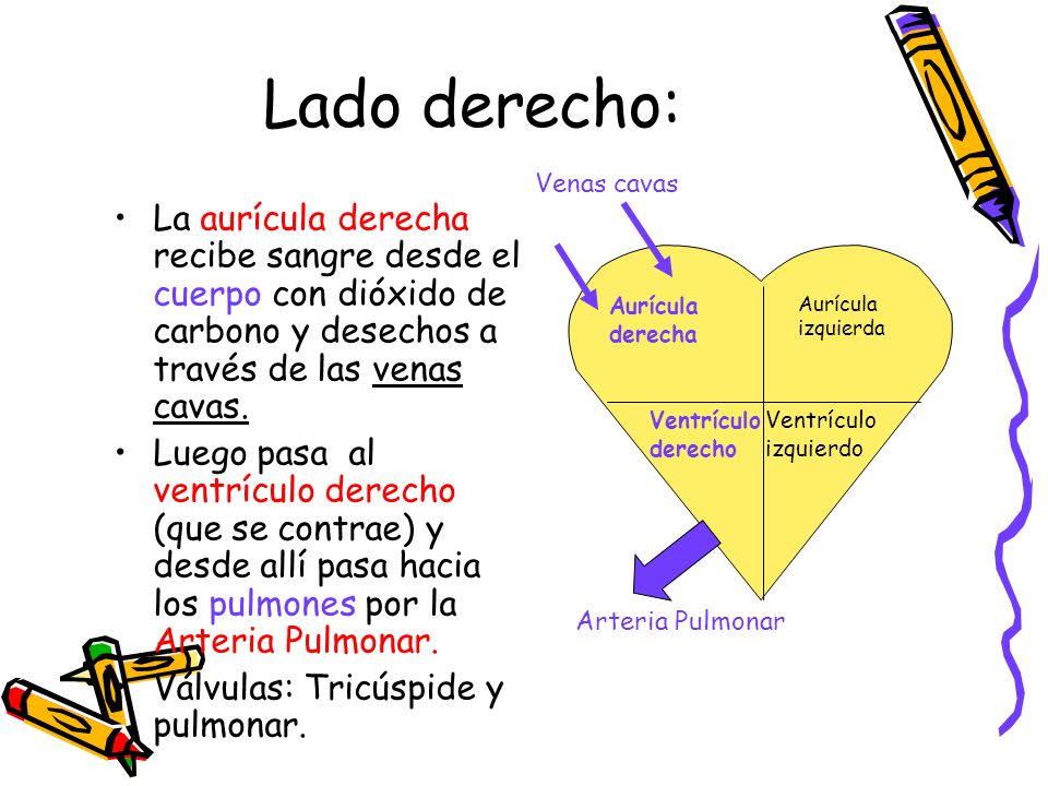 Lado derecho: Venas cavas. La aurícula derecha recibe sangre desde el cuerpo con dióxido de carbono y desechos a través de las venas cavas.