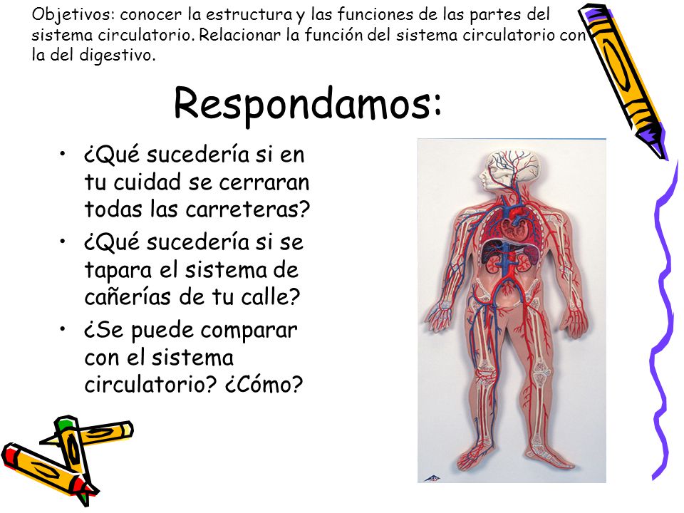 Objetivos: conocer la estructura y las funciones de las partes del sistema circulatorio. Relacionar la función del sistema circulatorio con la del digestivo.