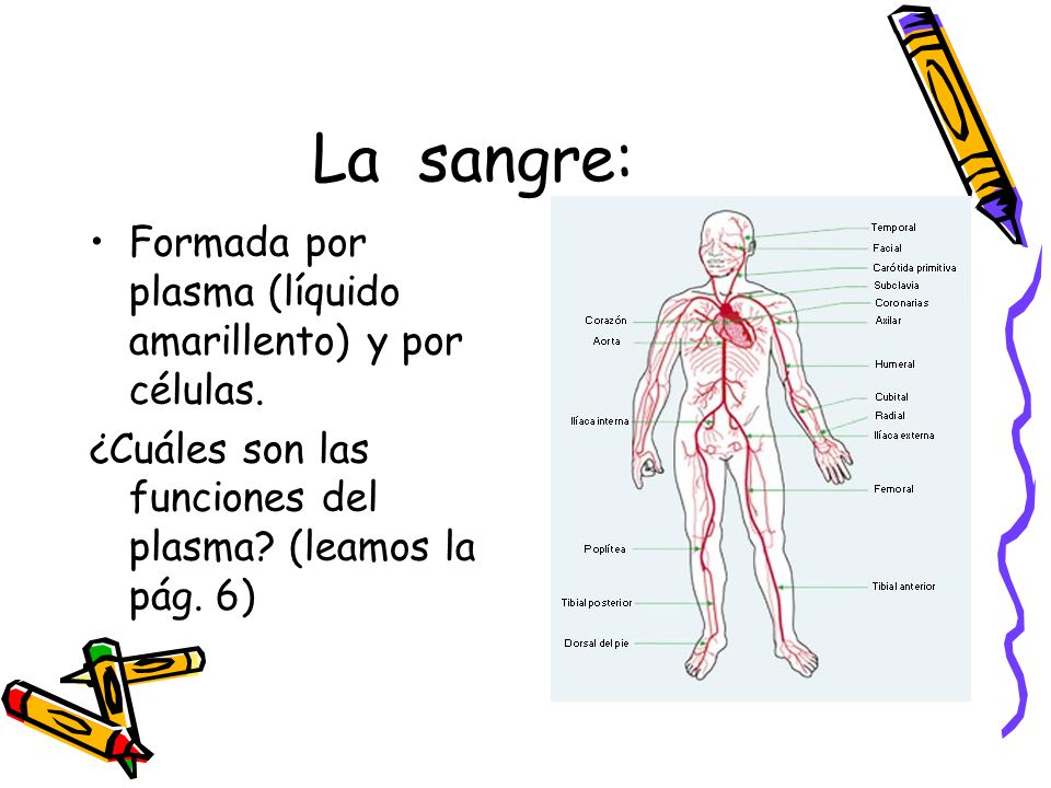 La sangre: Formada por plasma (líquido amarillento) y por células.