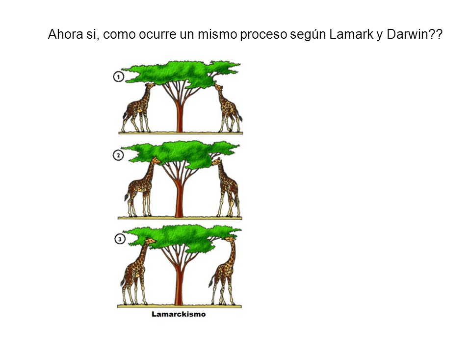 Ahora si, como ocurre un mismo proceso según Lamark y Darwin
