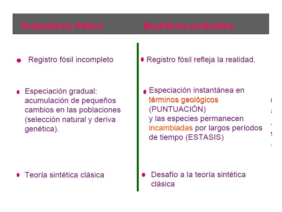 Se observa a menudo mediante el registro fósil que las especies permanecen estables durante un tiempo para luego desaparecer o transformarse de forma aparentemente brusca.