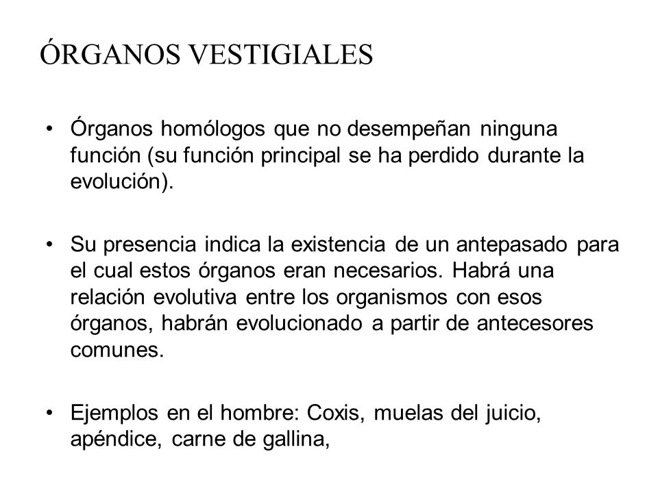 ÓRGANOS VESTIGIALES Órganos homólogos que no desempeñan ninguna función (su función principal se ha perdido durante la evolución).
