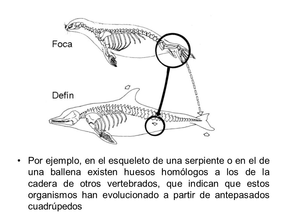 Por ejemplo, en el esqueleto de una serpiente o en el de una ballena existen huesos homólogos a los de la cadera de otros vertebrados, que indican que estos organismos han evolucionado a partir de antepasados cuadrúpedos