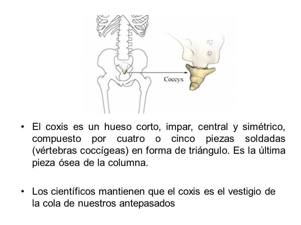 El coxis es un hueso corto, impar, central y simétrico, compuesto por cuatro o cinco piezas soldadas (vértebras coccígeas) en forma de triángulo. Es la última pieza ósea de la columna.