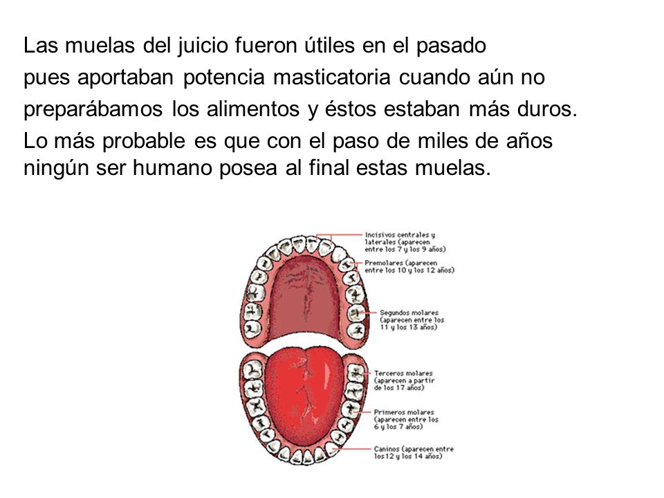 Las muelas del juicio fueron útiles en el pasado pues aportaban potencia masticatoria cuando aún no preparábamos los alimentos y éstos estaban más duros.