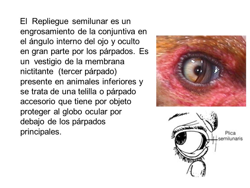 El Repliegue semilunar es un engrosamiento de la conjuntiva en el ángulo interno del ojo y oculto en gran parte por los párpados.
