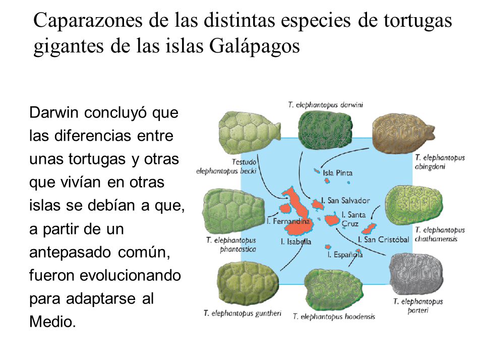 Caparazones de las distintas especies de tortugas gigantes de las islas Galápagos