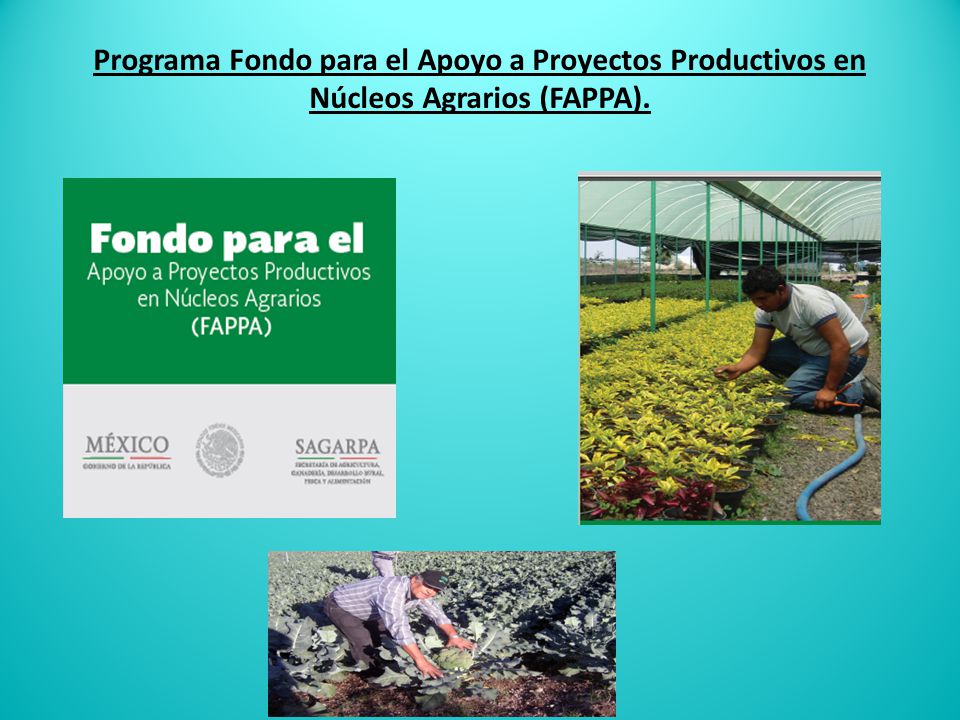 Programa Fondo para el Apoyo a Proyectos Productivos en Núcleos Agrarios (FAPPA).