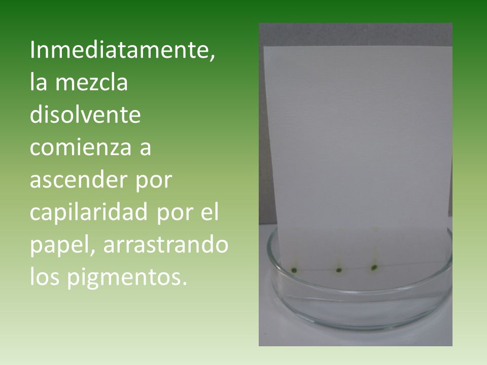 Inmediatamente, la mezcla disolvente comienza a ascender por capilaridad por el papel, arrastrando los pigmentos.