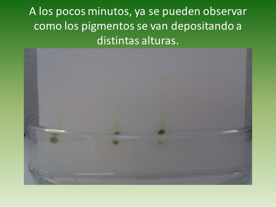 A los pocos minutos, ya se pueden observar como los pigmentos se van depositando a distintas alturas.