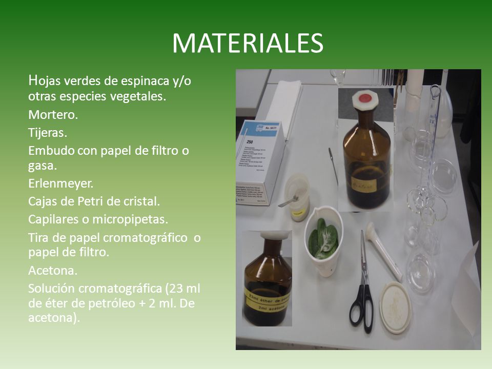 SEPARACIÓN DE PIGMENTOS VEGETALES MEDIANTE CROMATOGRAFÍA EN PAPEL. - ppt  descargar