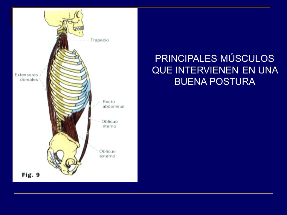 PRINCIPALES MÚSCULOS QUE INTERVIENEN EN UNA BUENA POSTURA